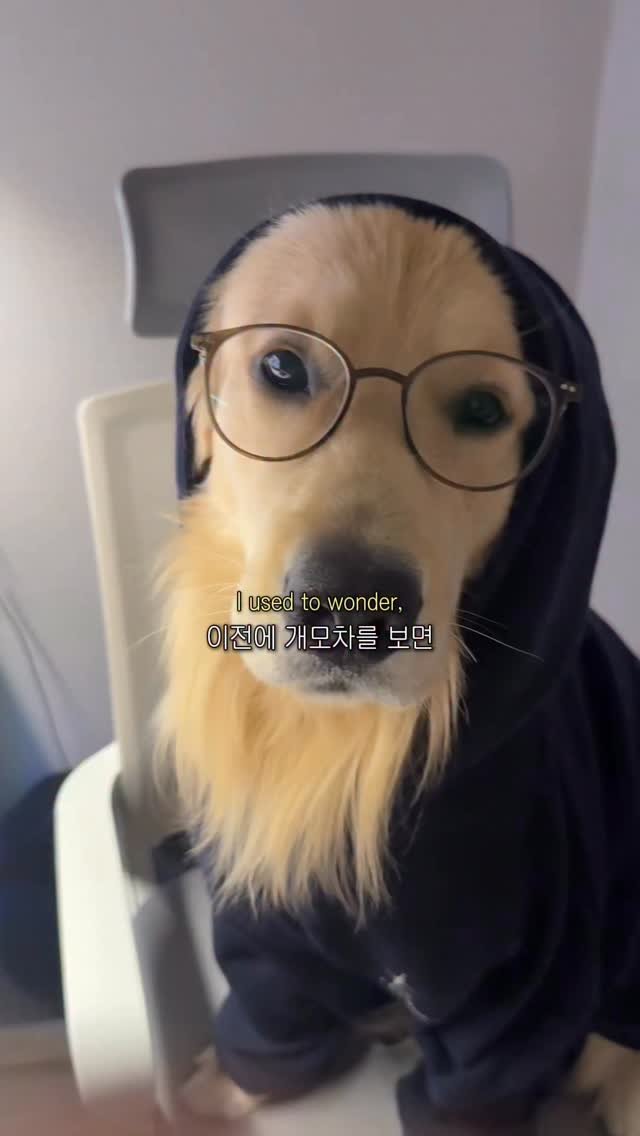 woonybony 게시물 이미지: 개모차 논란 종결