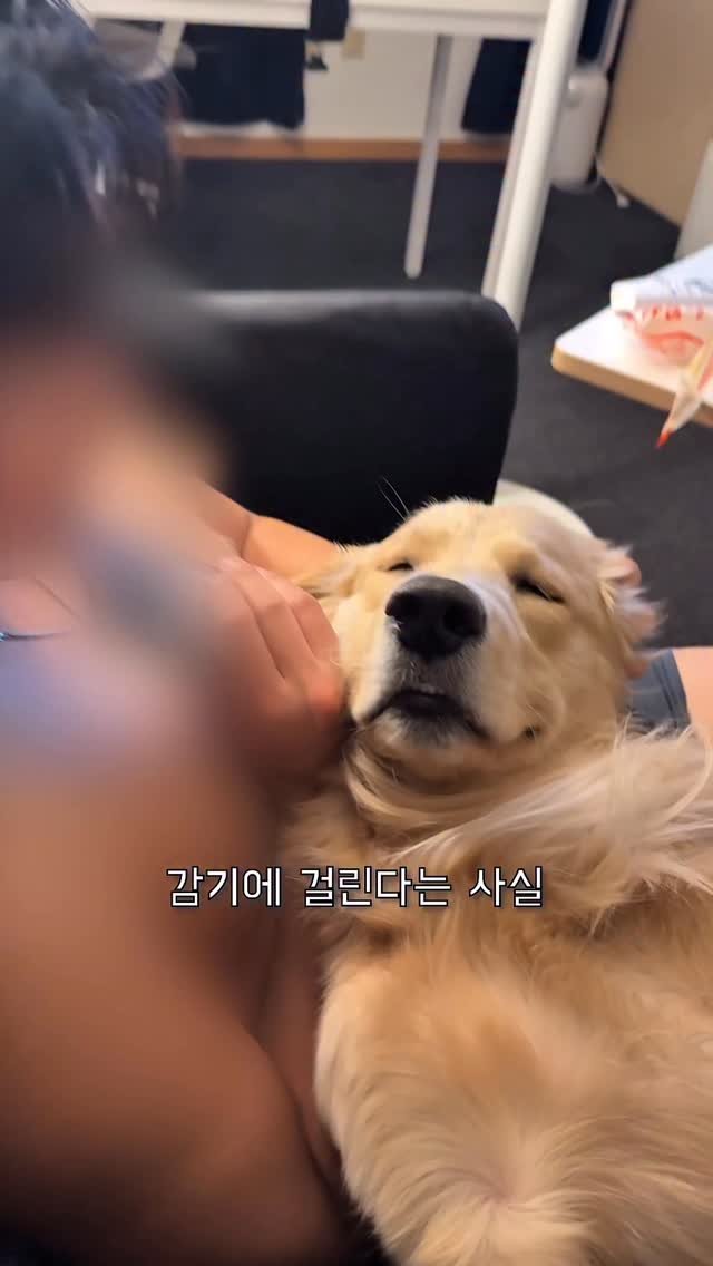 woonybony 게시물 이미지: 우니가 감기에 걸렸어요.!!

#리트리버 #강아지 #goldenretriever...