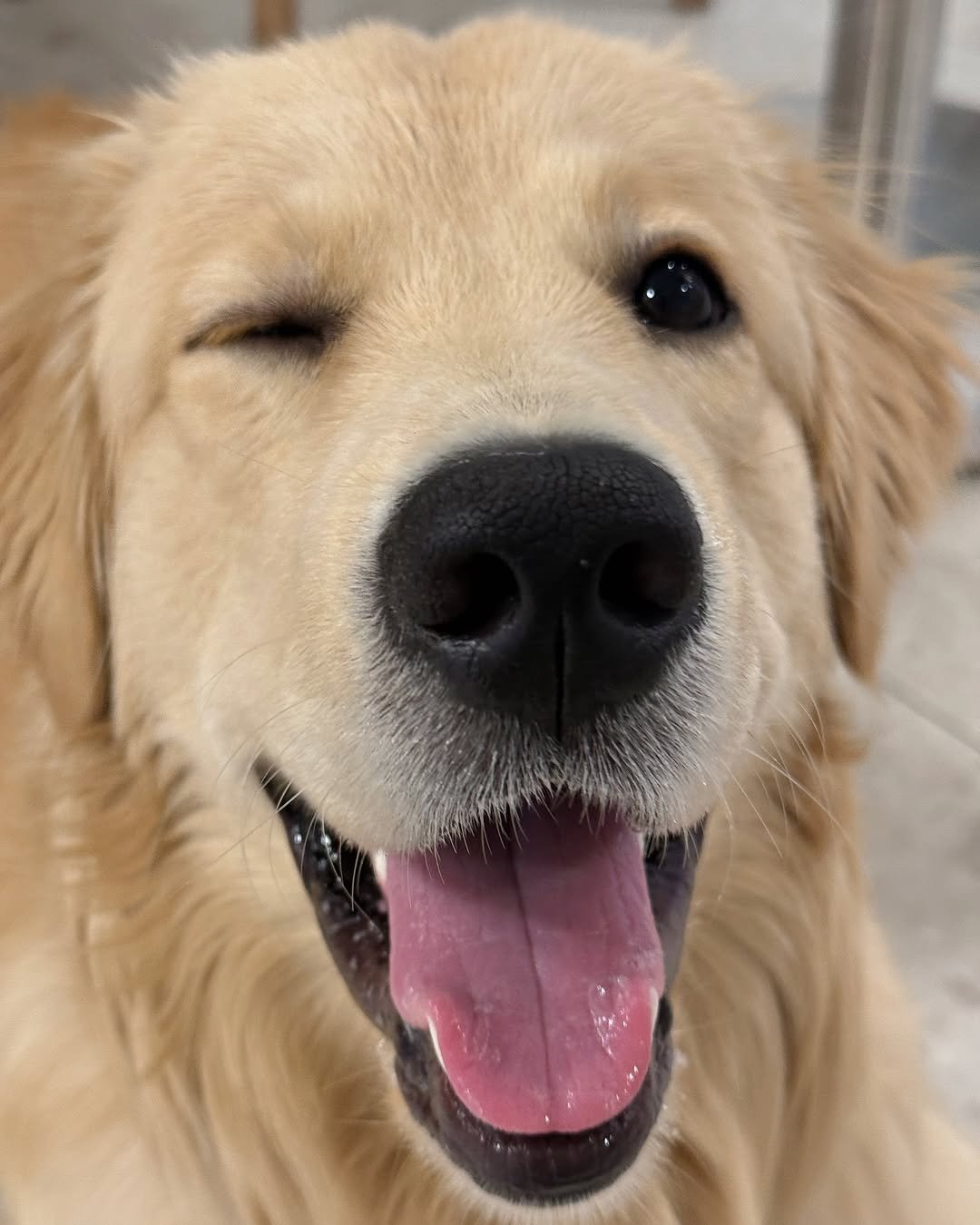 Photo by 사자가 되고싶은 우니 on July 12, 2025. May be an image of collie, golden retriever and text.