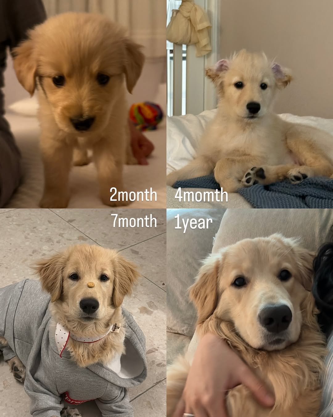 Photo by 사자가 되고싶은 우니 on October 05, 2025. May be an image of golden retriever and text that says '2month 4momth 7month1year 1year 7month'.