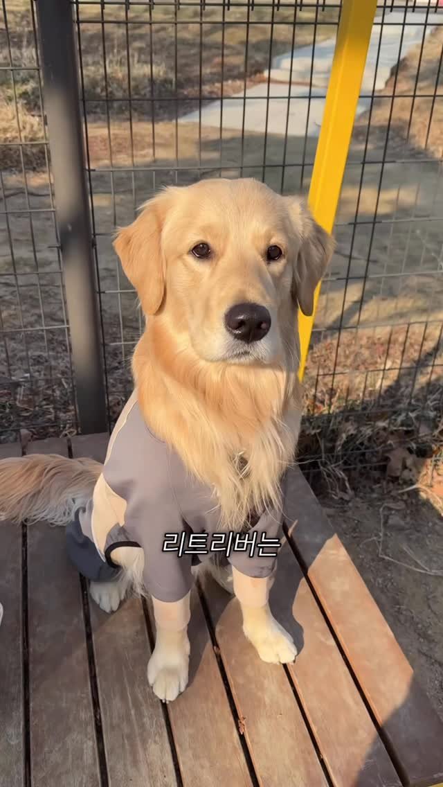 woonybony 게시물 이미지: 리트리버는 강아지중에 지능 4위라던데…요?

#리트리버 #강아지 #골든리트리버...