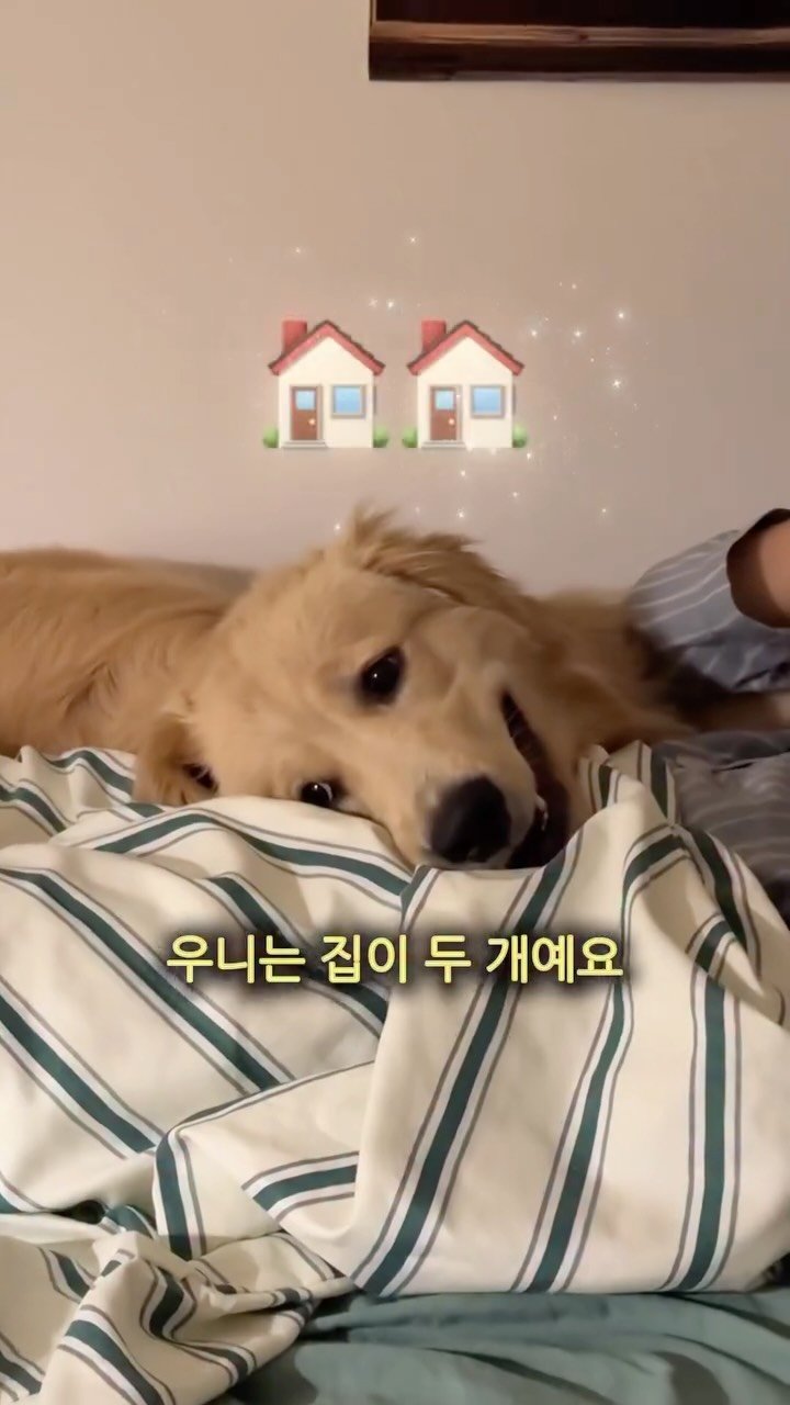 woonybony 게시물 이미지: 대형견 우니가 제주에 가는 법!
#리트리버 #강아지 #고양이 #개...