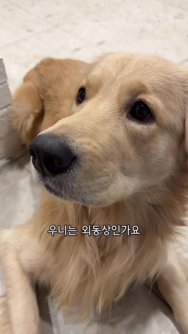 woonybony 게시물 이미지: 중대발표합니다

#리트리버 #강아지 #goldenretriever #개...