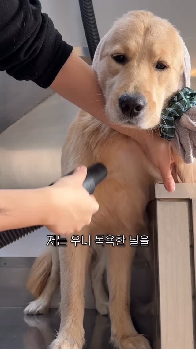 woonybony 게시물 이미지: 광고) 겨울이 되면 강아지도 털이 푸석푸석해진다는 사실.. 알고 계셨나요?
건조한...