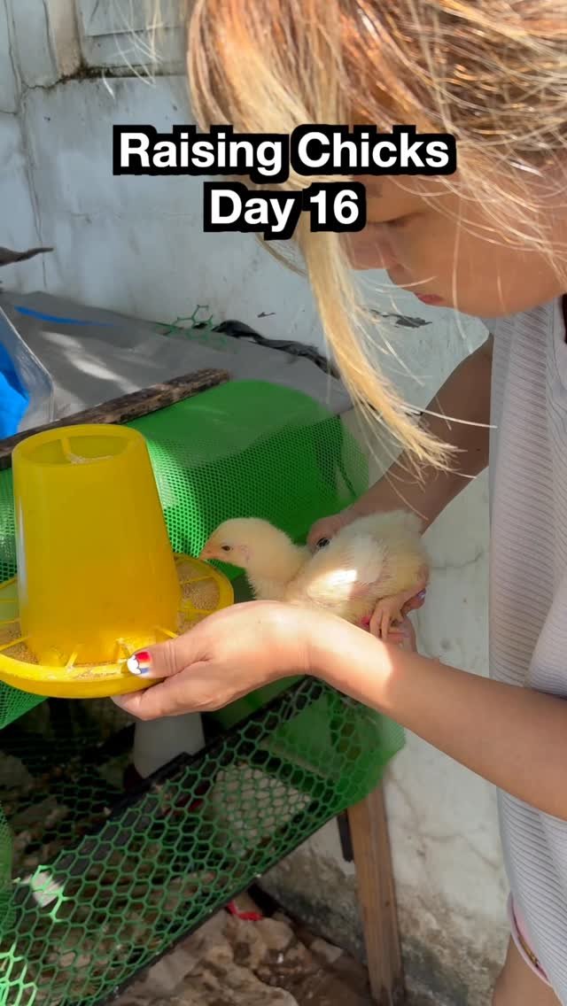 worldofmama_ 게시물 이미지: DAY 16: Weigh-in time for the 5 chicks!🐥#chick...