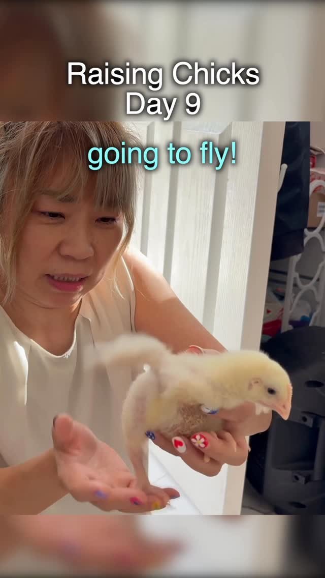 worldofmama_ 게시물 이미지: Day 9: Weighing the chick 🐥🫶🏻 #chicken #pet #farm