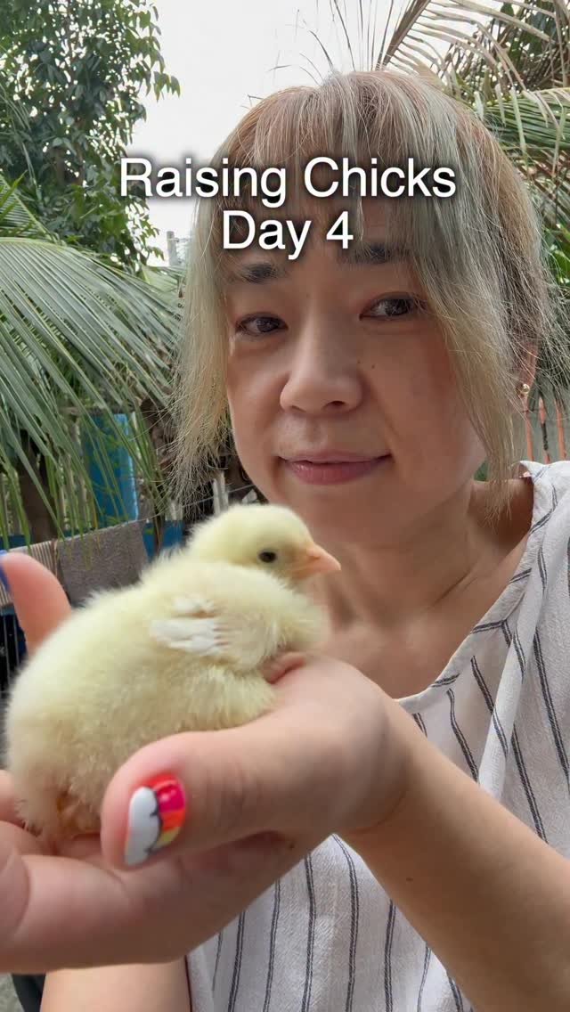 worldofmama_ 게시물 이미지: Day 4: Chicks’ new DIY home! 🐥✨ #chicks...