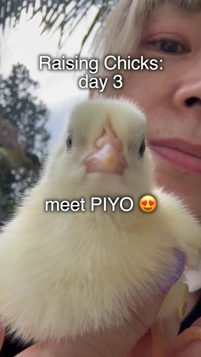 worldofmama_ 게시물 이미지: Day 3: set up a heat lamp 🐥#chick #chicken...