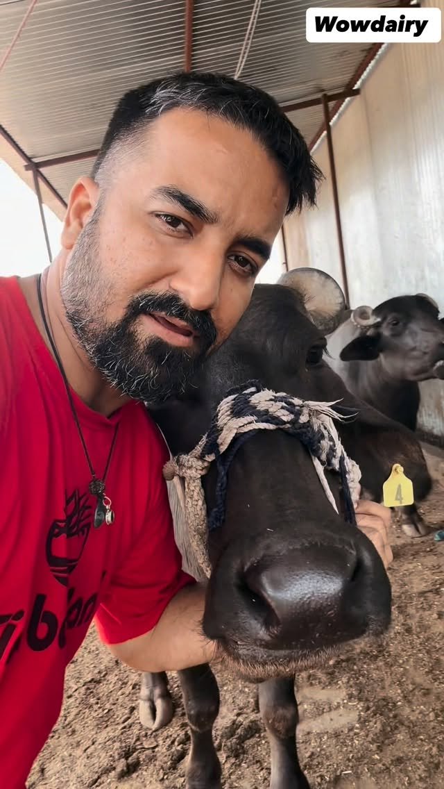 wowdairy 게시물 이미지: #murrah #breeding #dairyfarm #cow #irafeed