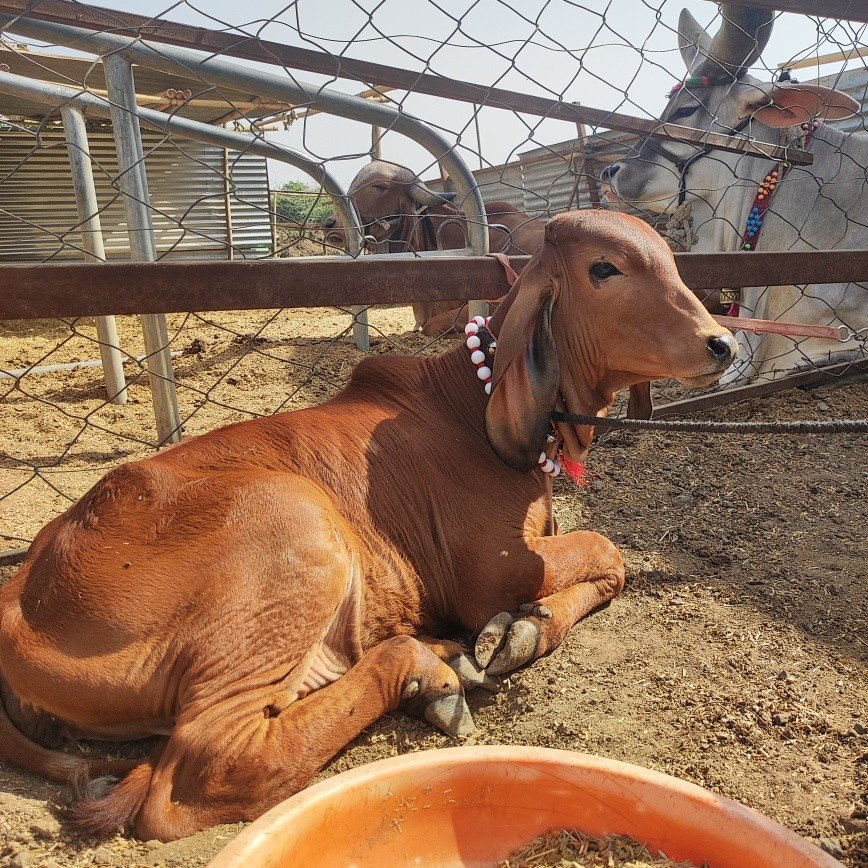 wowdairy 게시물 이미지: #Padma 
daughter of piku×Nakul...