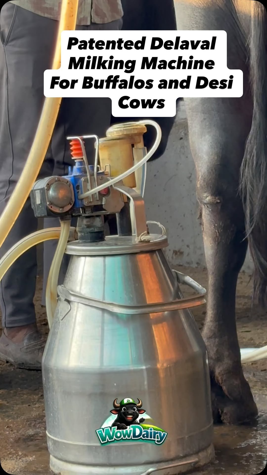 wowdairy 게시물 이미지: #asmr #milking #milkingmachine #delaval #murrahbuffalo
