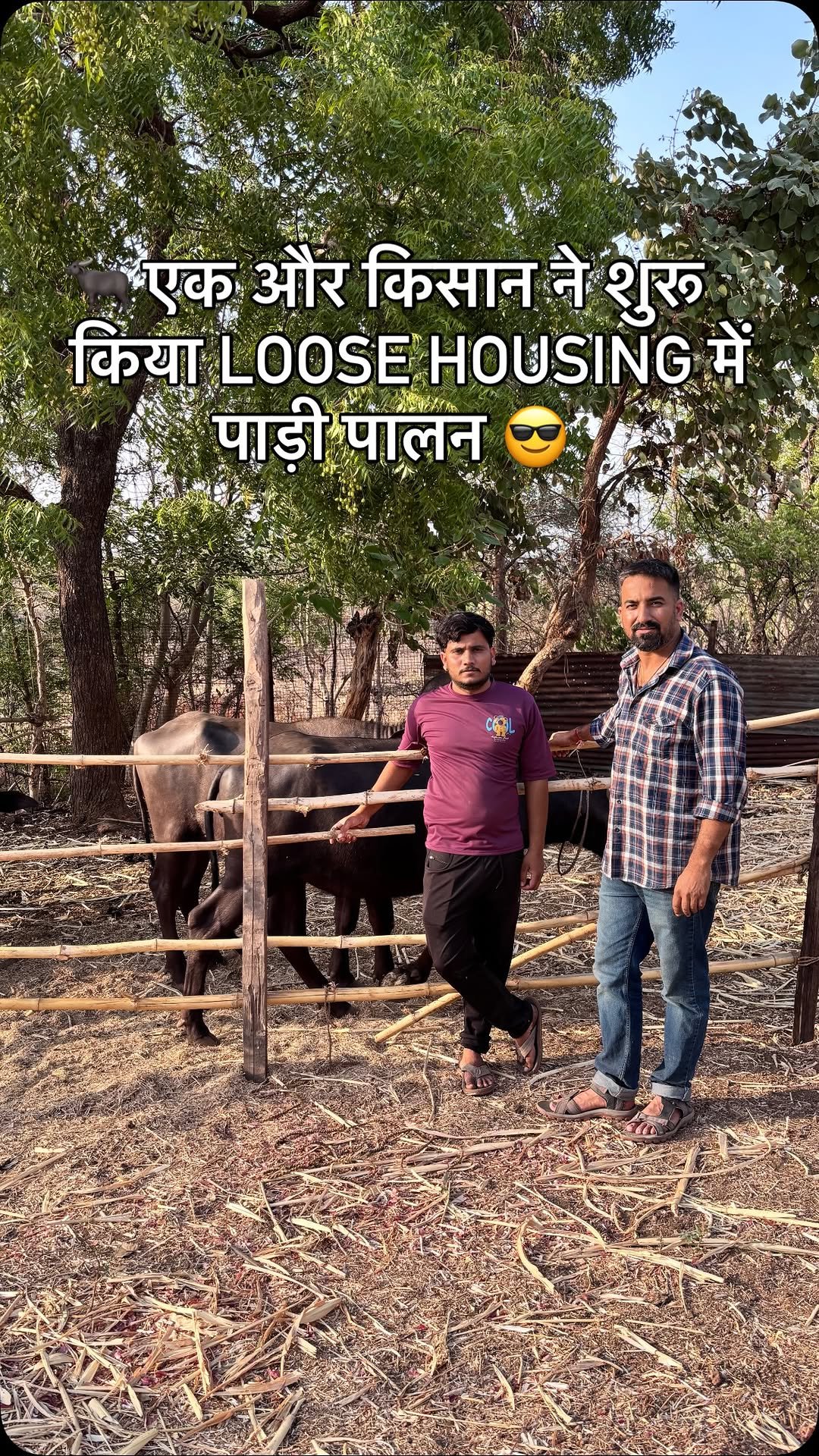wowdairy 게시물 이미지: 🐃 एक और किसान ने शुरू किया Loose Housing में...