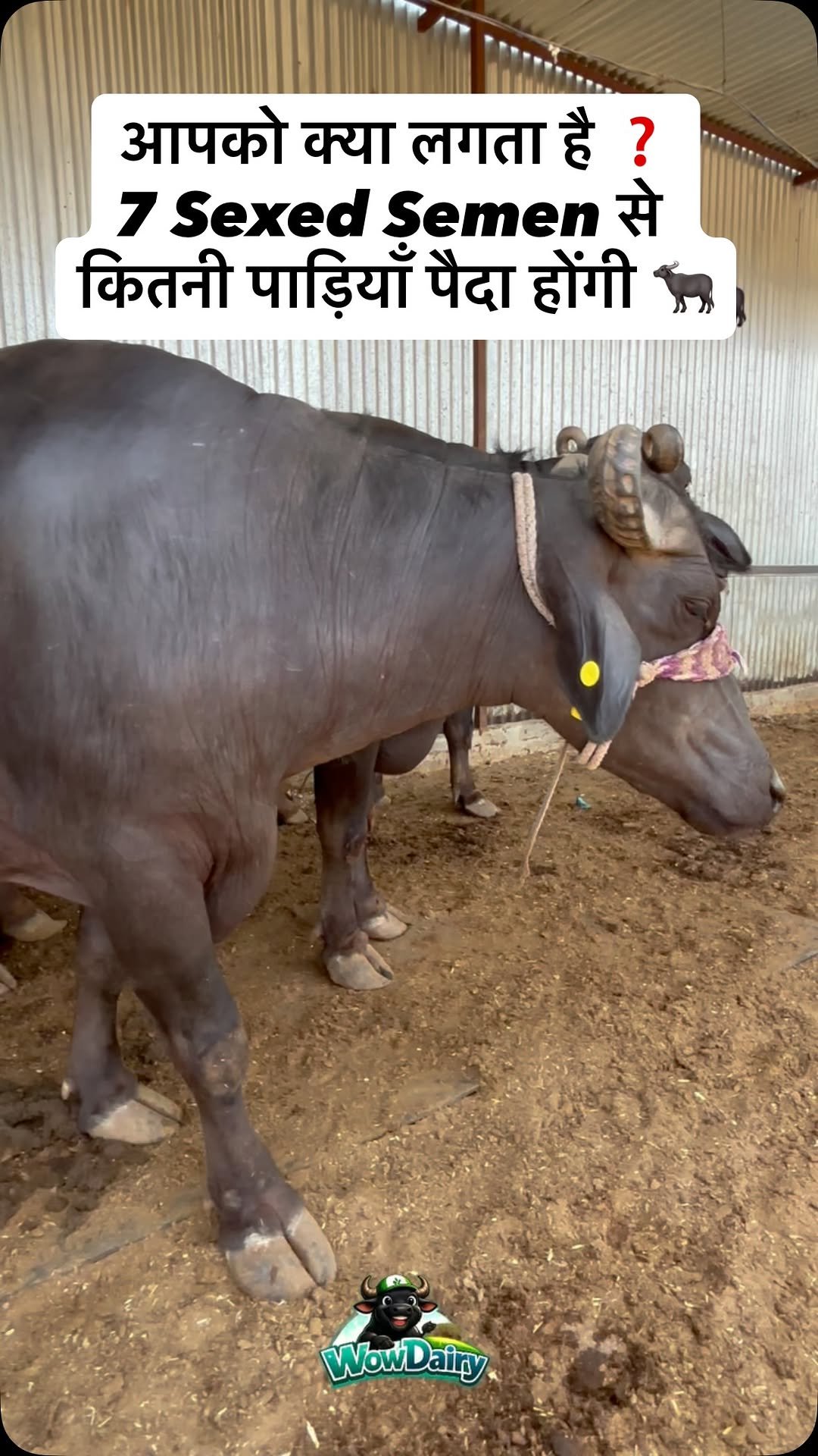 wowdairy 게시물 이미지: आपको क्या लगता है ❓
Sexed Semen से कितनी...