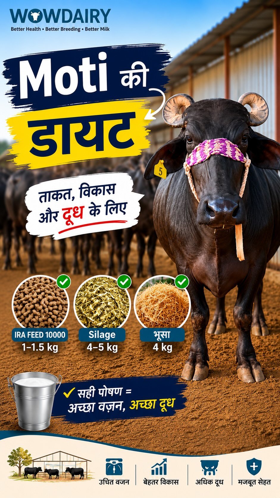 wowdairy 게시물 이미지: Moti ki diet ! 

#breeding #buffalo #dairyfarm...