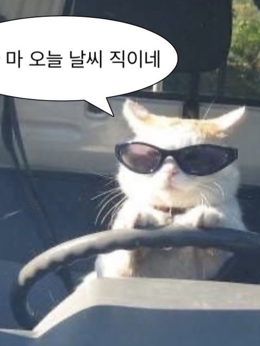 Photo by xöoos 수스 on August 12, 2025. May be a meme of cat and text that says '마 오늘 날씨 직이네'.