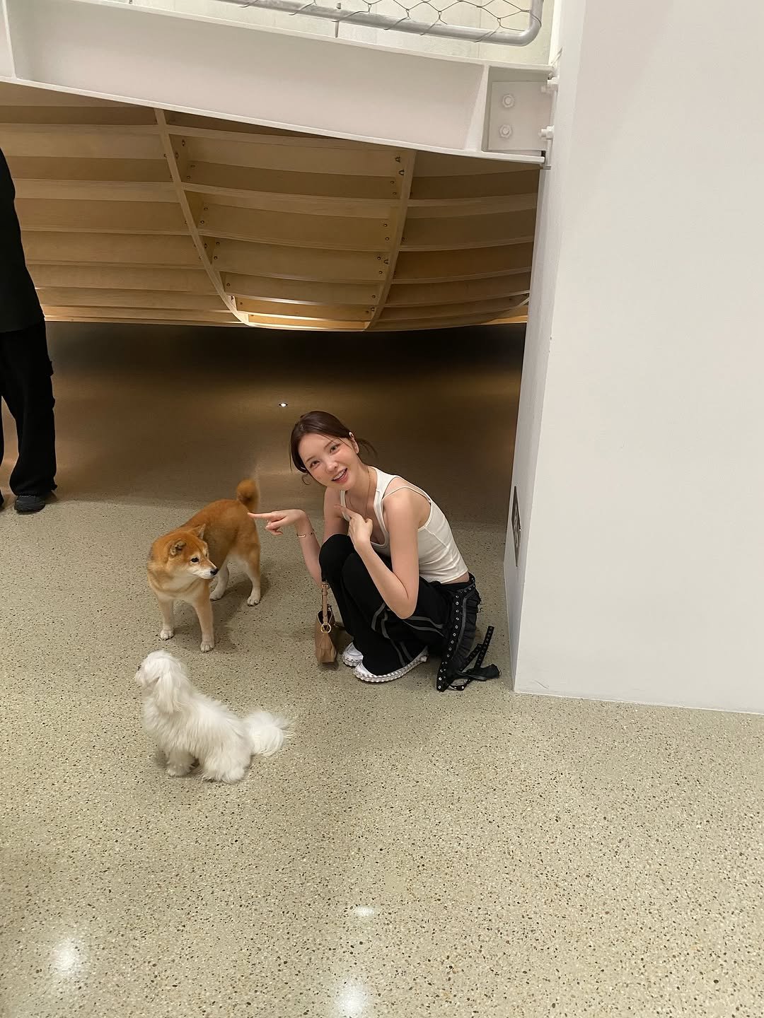 Photo by xöoos 수스 on October 17, 2025. May be an image of Norwich terrier, cocker spaniel, Maltese, Pekinese and text.