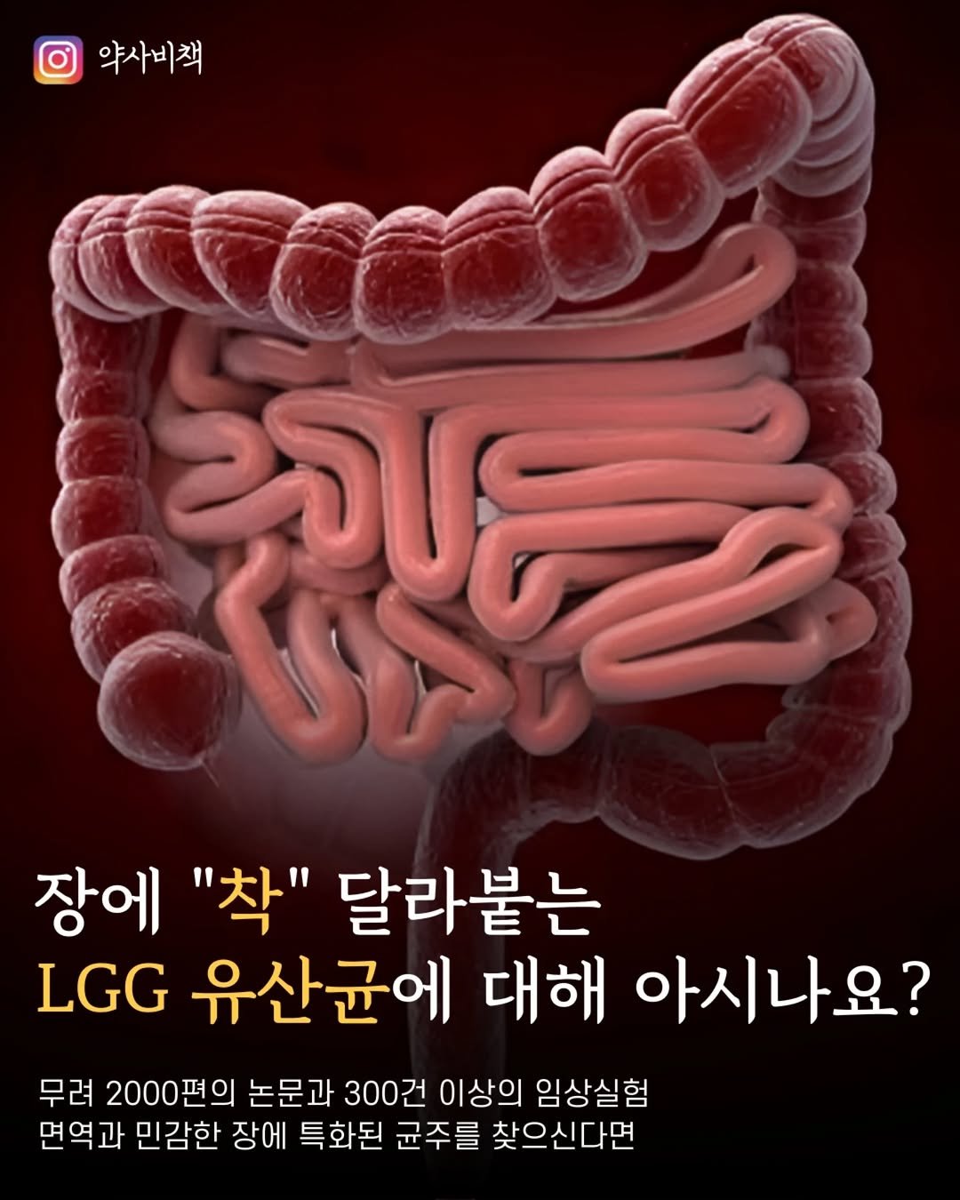 yak_secret 게시물 이미지: ✅️ 요즘 문의가 많으신 LGG 유산균에 대해 정리해드립니다.

방송이나 컨텐츠에...
