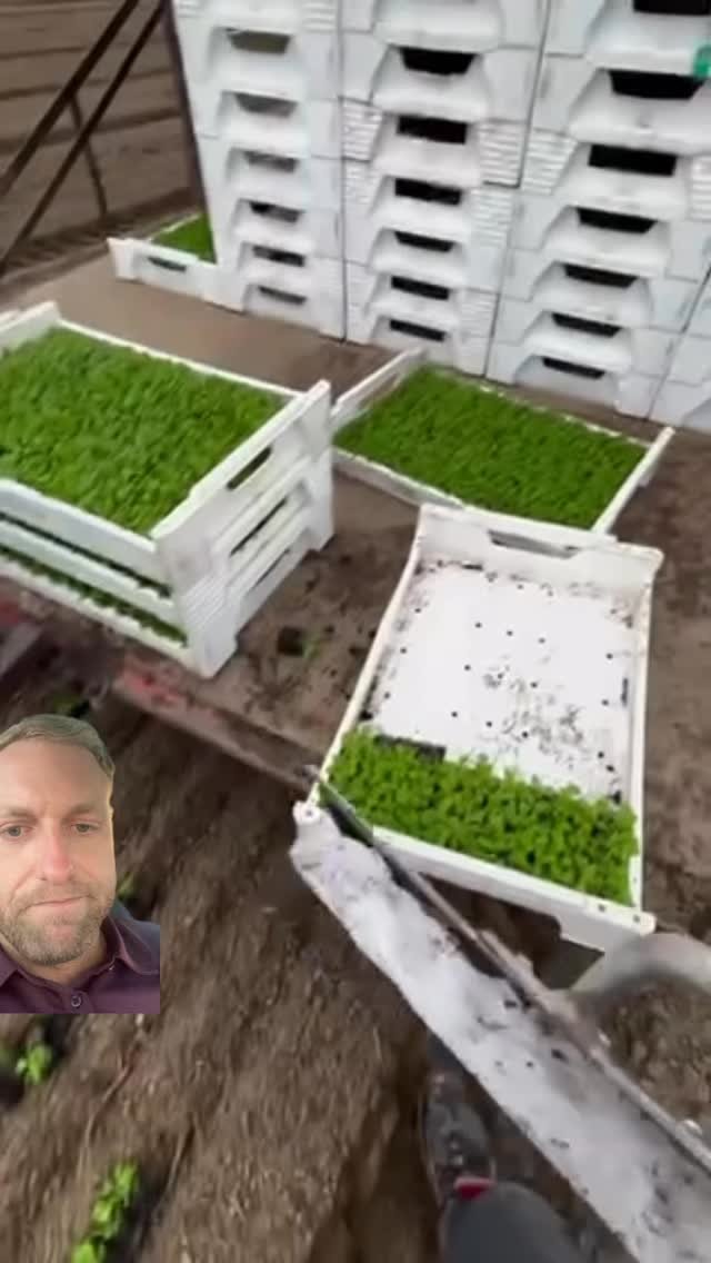 yallwatchthis_ 게시물 이미지: How to plant lettuce
