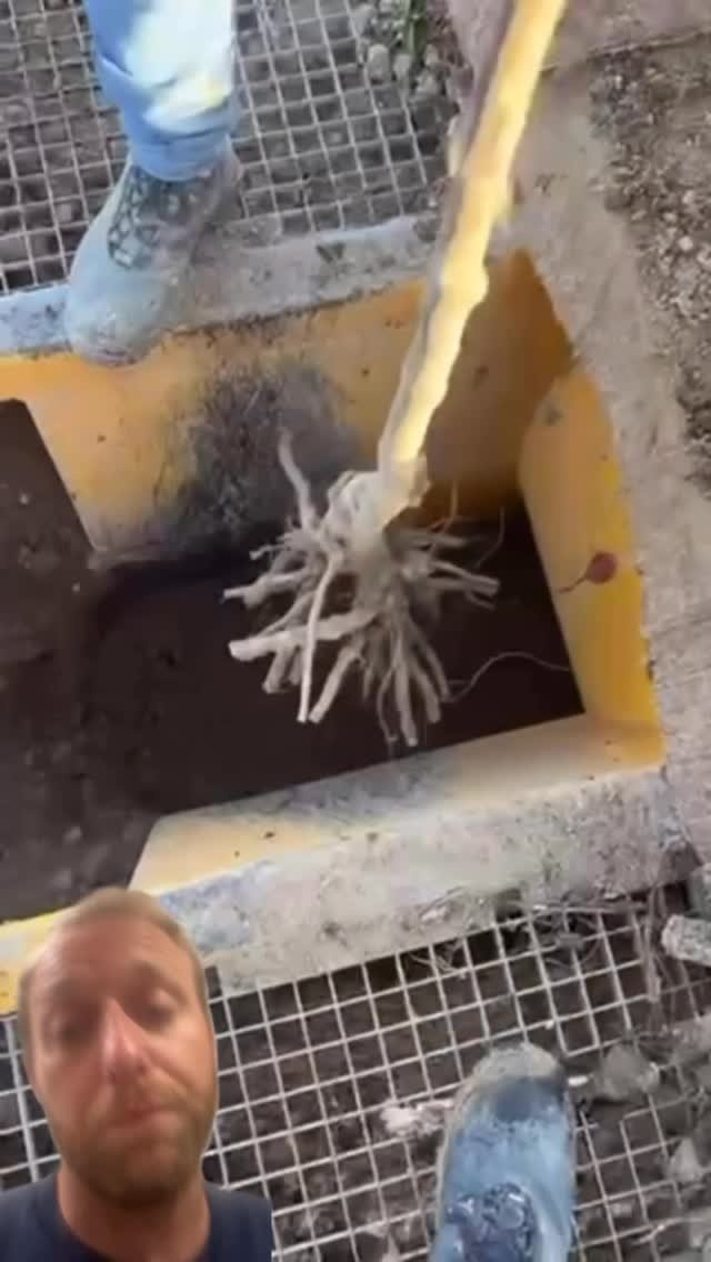 yallwatchthis_ 게시물 이미지: How trees are planted nowadays #how #howto #plants