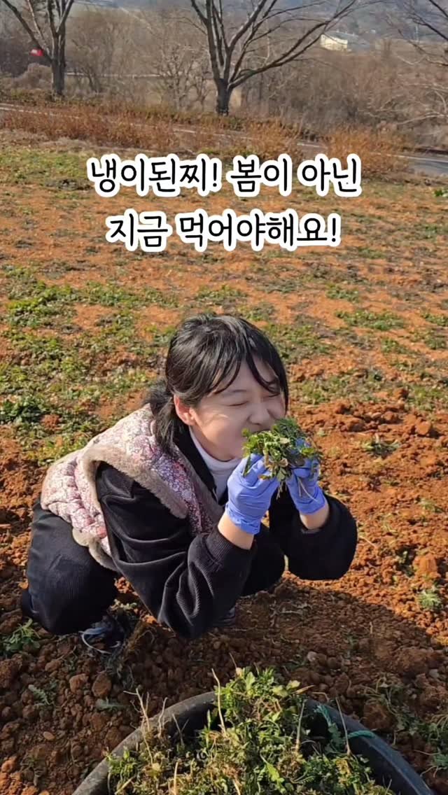 yam_hyemin 게시물 이미지: #냉이된장찌개

✔️ 재료
- 양파 1/2
- 대파 1/2
- 애호박 1/2
-...