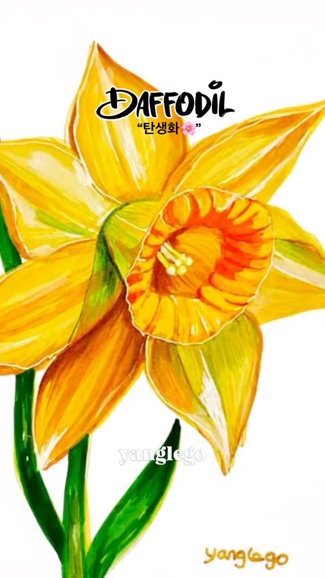 yanglego_ 게시물 이미지: 탄생화 “수선화 🌼
봄을 알리는 대표적인 꽃으로, 
희망과 따뜻함을 상징하는...