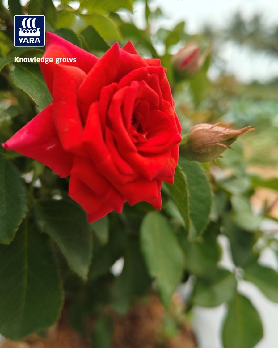 yaraindiaofficial 게시물 이미지: 🌹𝐆𝐫𝐨𝐰 𝐰𝐢𝐭𝐡 𝐘𝐚𝐫𝐚🌹

𝐌𝐫. 𝐒𝐫𝐢𝐤𝐚𝐧𝐭𝐡 from 𝐊𝐨𝐧𝐚𝐦𝐩𝐚𝐭𝐭𝐢...