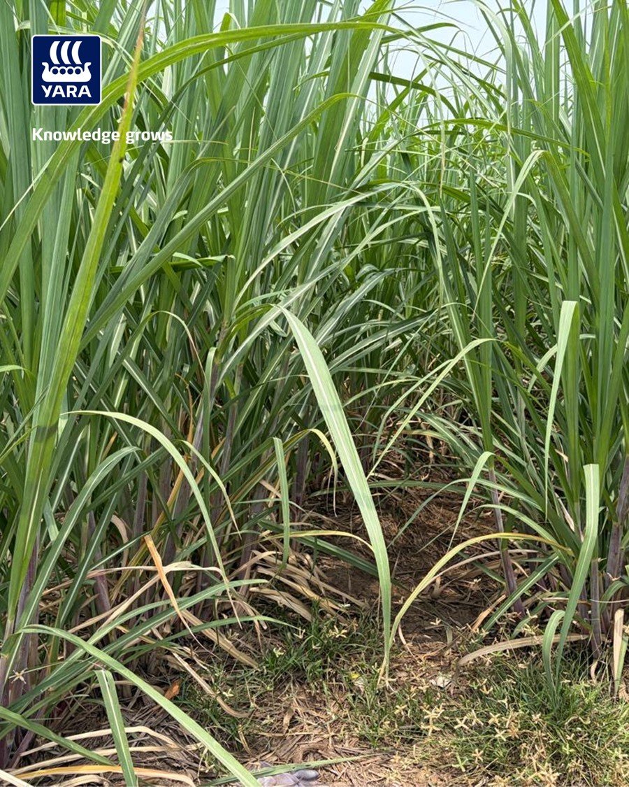 yaraindiaofficial 게시물 이미지: 🌱𝐆𝐫𝐨𝐰 𝐰𝐢𝐭𝐡 𝐘𝐚𝐫𝐚🌱

🌱 ಸಮತೋಲನ ಪೋಷಕಾಂಶ...