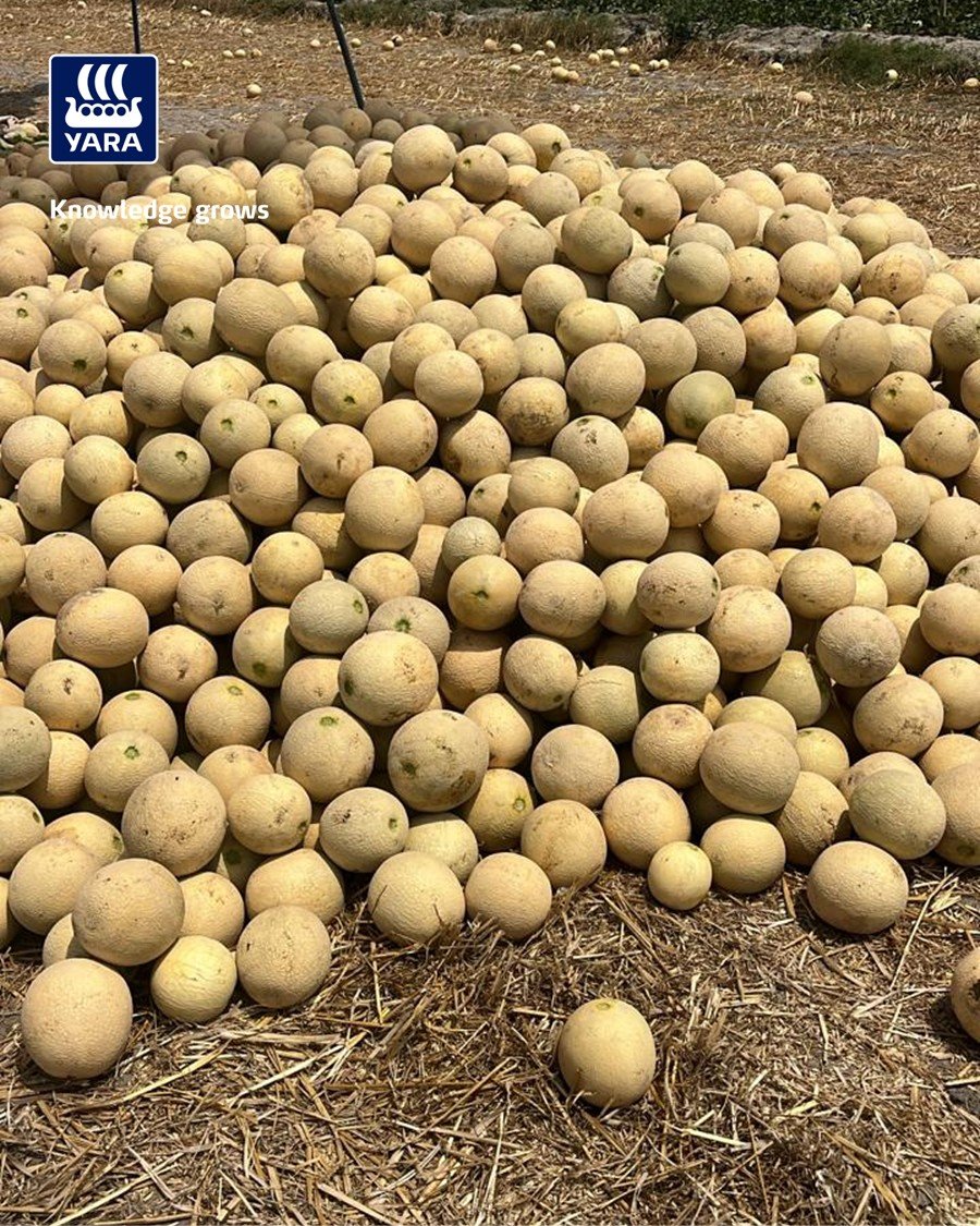 yaraindiaofficial 게시물 이미지: 🍈𝐆𝐫𝐨𝐰 𝐰𝐢𝐭𝐡 𝐘𝐚𝐫𝐚 🌱✨

हरियाणा के कैथल जिले के...