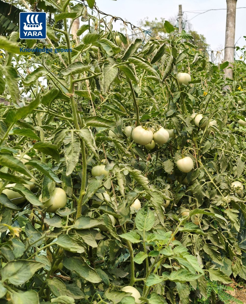 yaraindiaofficial 게시물 이미지: 🍅𝐆𝐫𝐨𝐰 𝐰𝐢𝐭𝐡 𝐘𝐚𝐫𝐚🍅

पटना जिले के तेजा बिगहा गांव...
