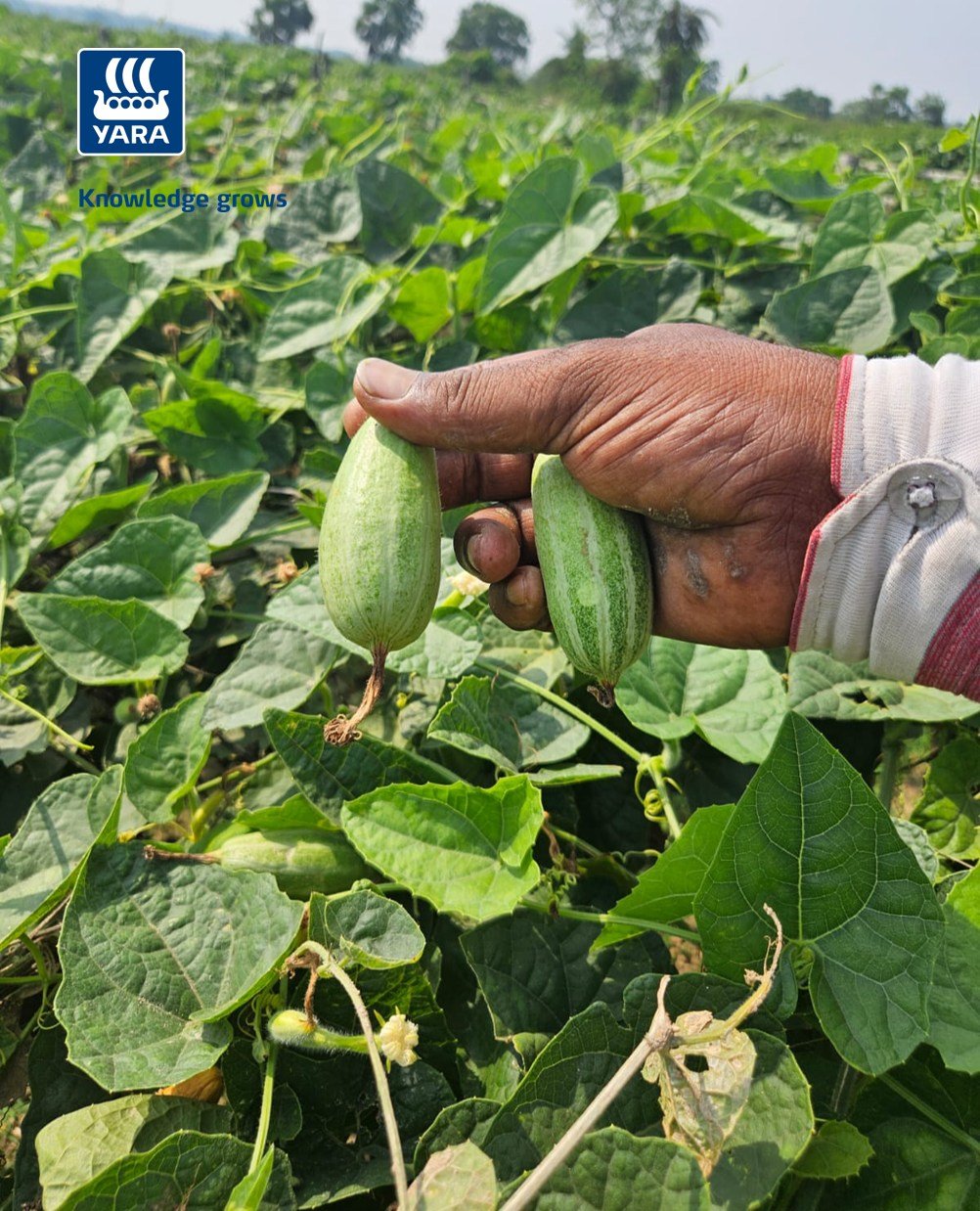 yaraindiaofficial 게시물 이미지: 🌱 𝐆𝐫𝐨𝐰 𝐰𝐢𝐭𝐡 𝐘𝐚𝐫𝐚🌱

पश्चिम मिदनापुर के बारा...