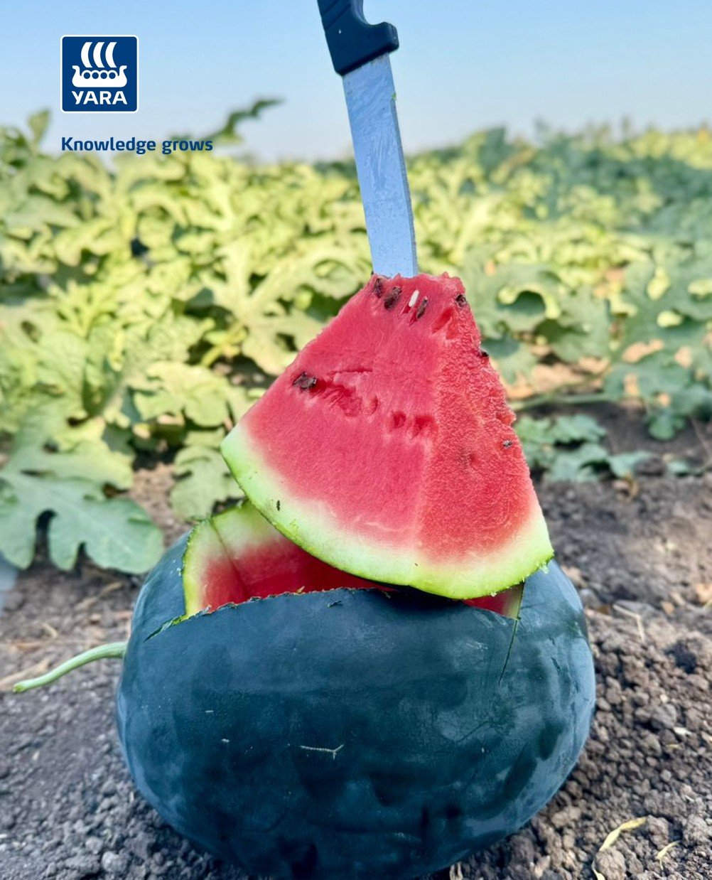 yaraindiaofficial 게시물 이미지: 🍉𝐆𝐫𝐨𝐰 𝐰𝐢𝐭𝐡 𝐘𝐚𝐫𝐚🍉

मु.धामोरी, ता.अहिल्यानगर,...