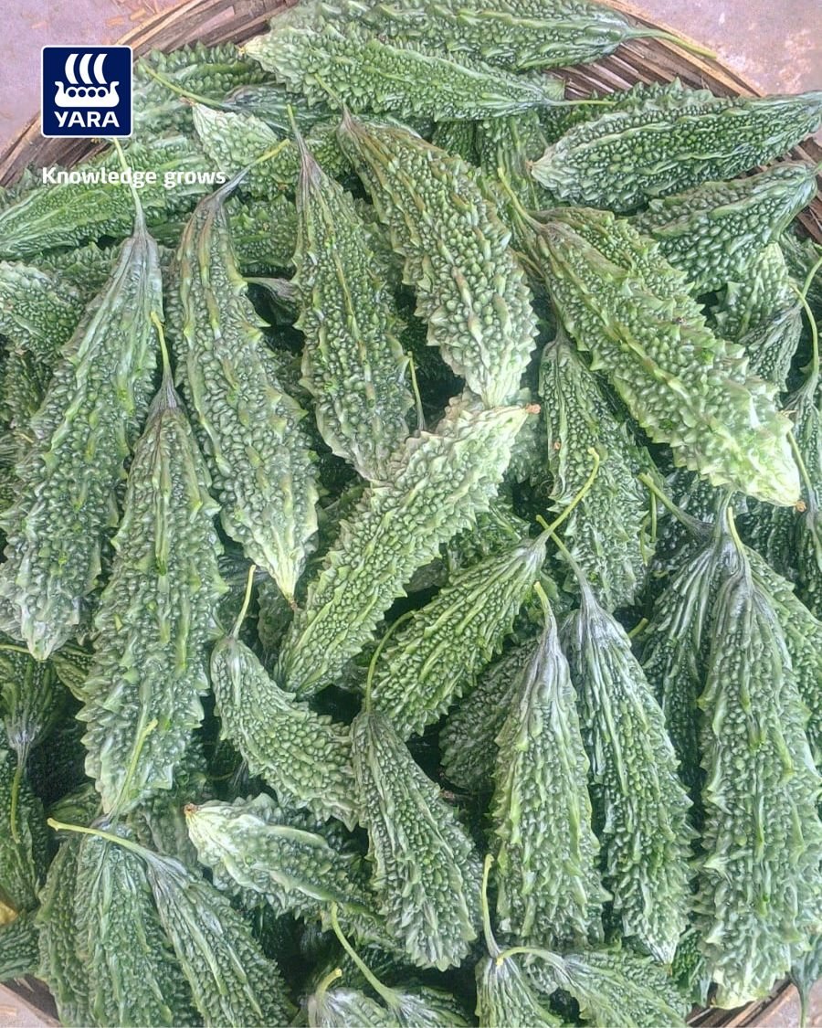 yaraindiaofficial 게시물 이미지: 🌿𝐆𝐫𝐨𝐰 𝐰𝐢𝐭𝐡 𝐘𝐚𝐫𝐚🌿

बिहार के बांका जिले के कठरा,...
