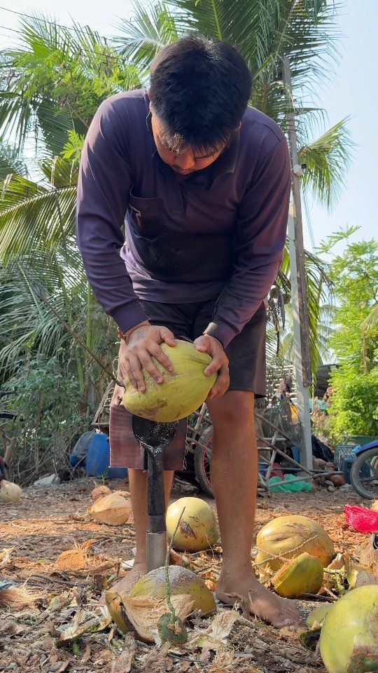 ybeattv_shorts 게시물 이미지: Thailand's Powerful Coconut Cutting Skill!!!