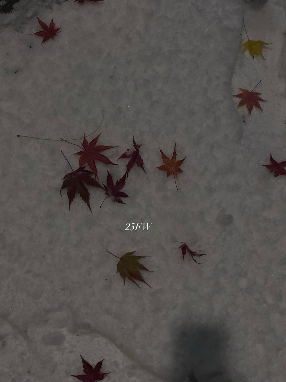 Photo by Yein on December 09, 2025. May be an image of maple leaves, snow and text.