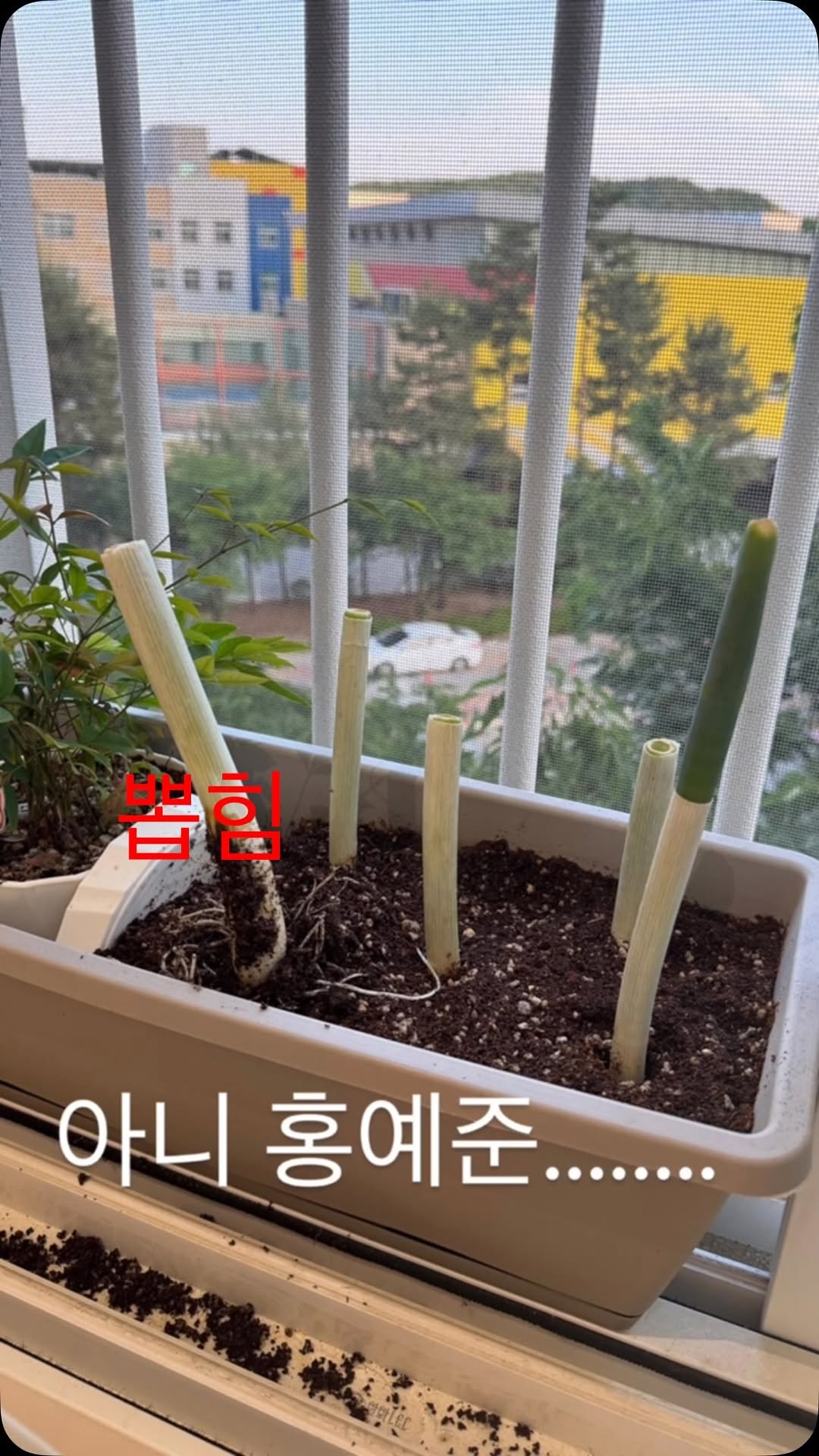 ye_vely_s 게시물 이미지: 5개중에 1개 안자람, 1개 뽑힘
살아남은 파뿌리 삼남매