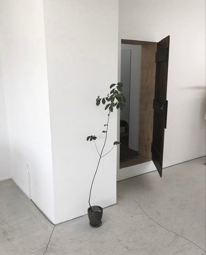 Photo by 구예지 / 대구쇼호스트 on July 22, 2025. May be an image of house plant and text.