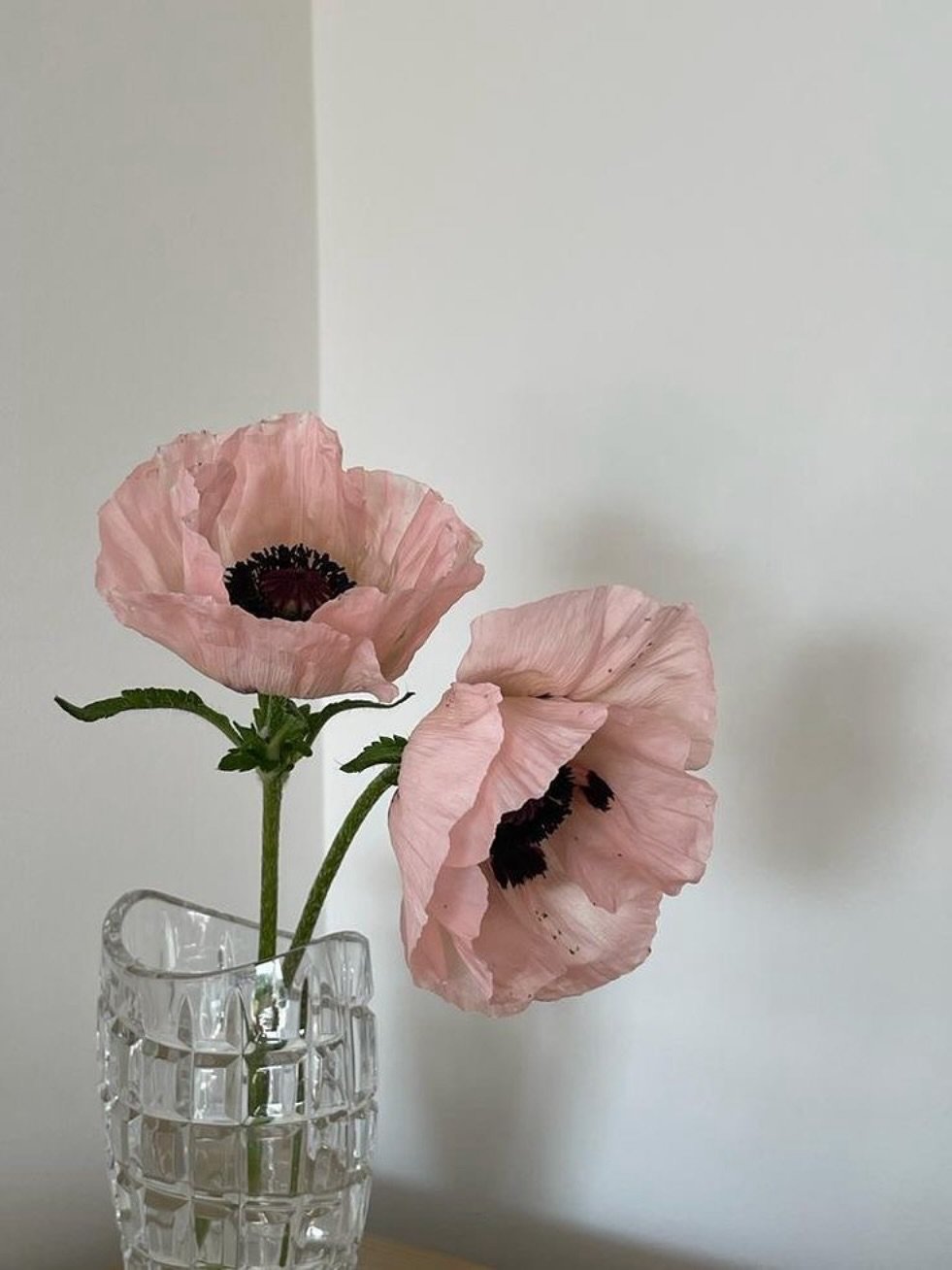 Photo by 구예지 / 대구쇼호스트 on September 14, 2025. May be an image of peony.