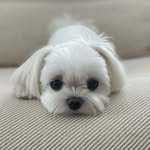 yejinhand 인스타그램 프로필 사진