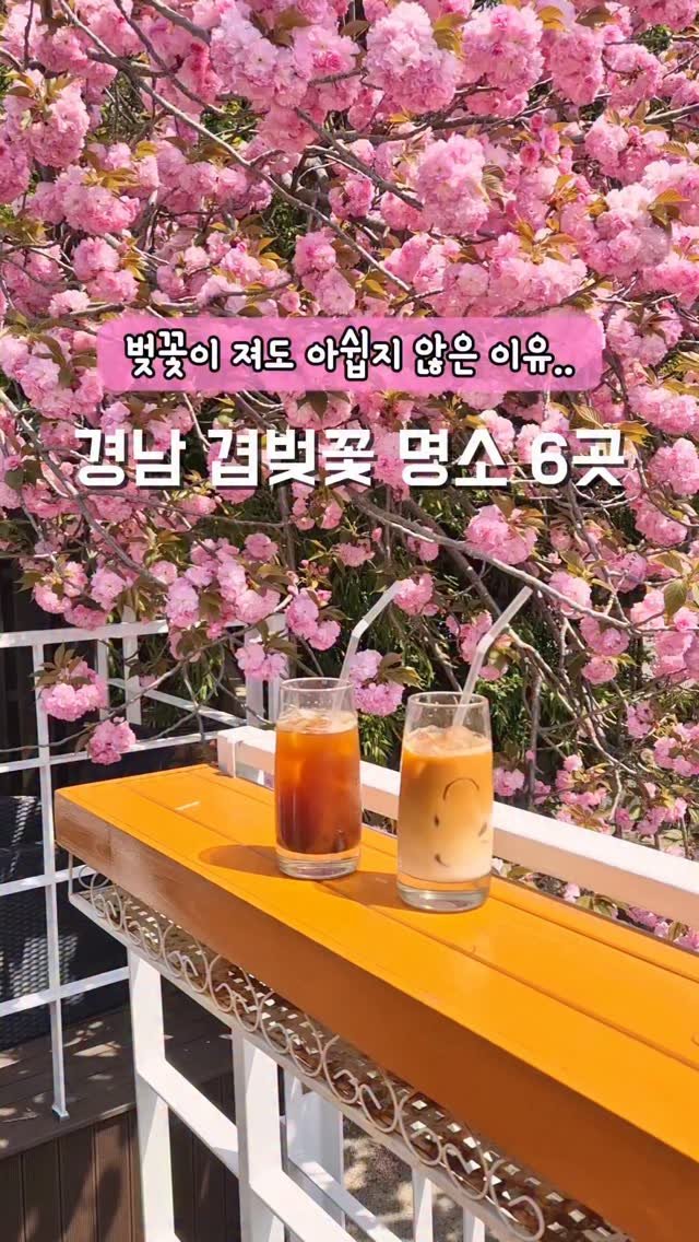 yelimmy_24 게시물 이미지: 벚꽃이 져도 아쉽지 않은 이유💗 겹벚꽃‼️

다음주부터 겹벚꽃이 만개할거...