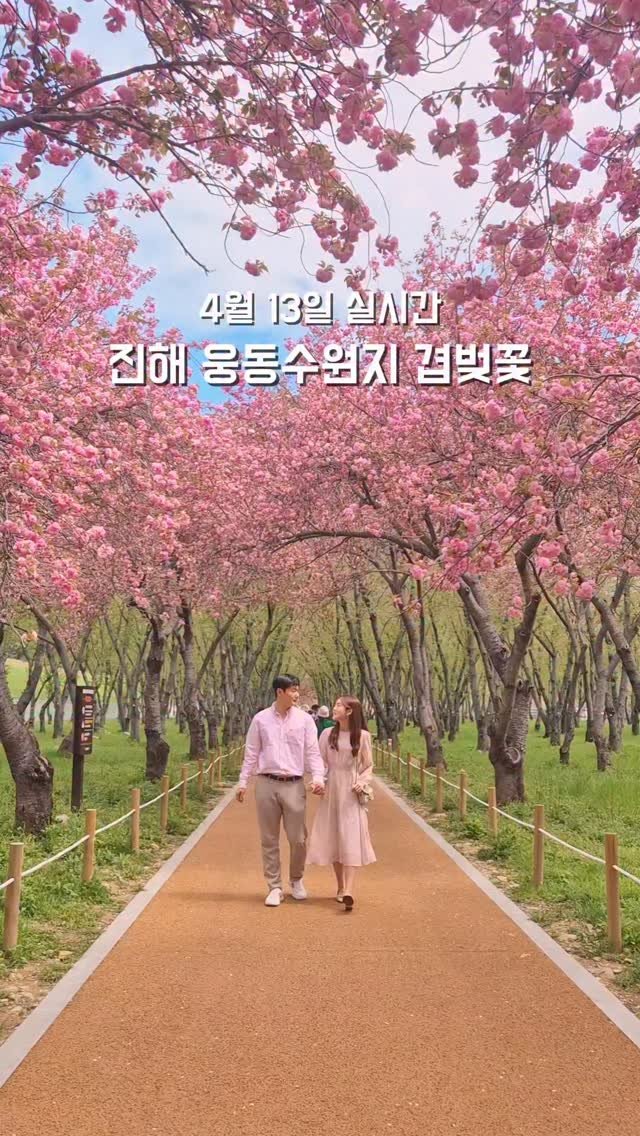 yelimmy_24 게시물 이미지: 4월 13일 실시간 웅동수원지 겹벚꽃 만개🌸

작년 57년만에 개방됐던...