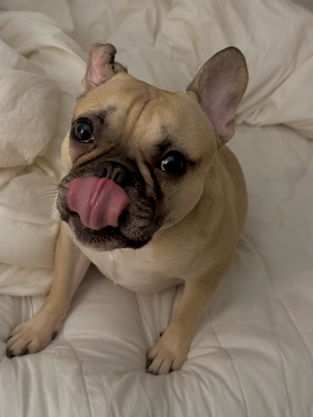 Photo by 예린 on November 02, 2025. May be an image of Boston terrier and text.