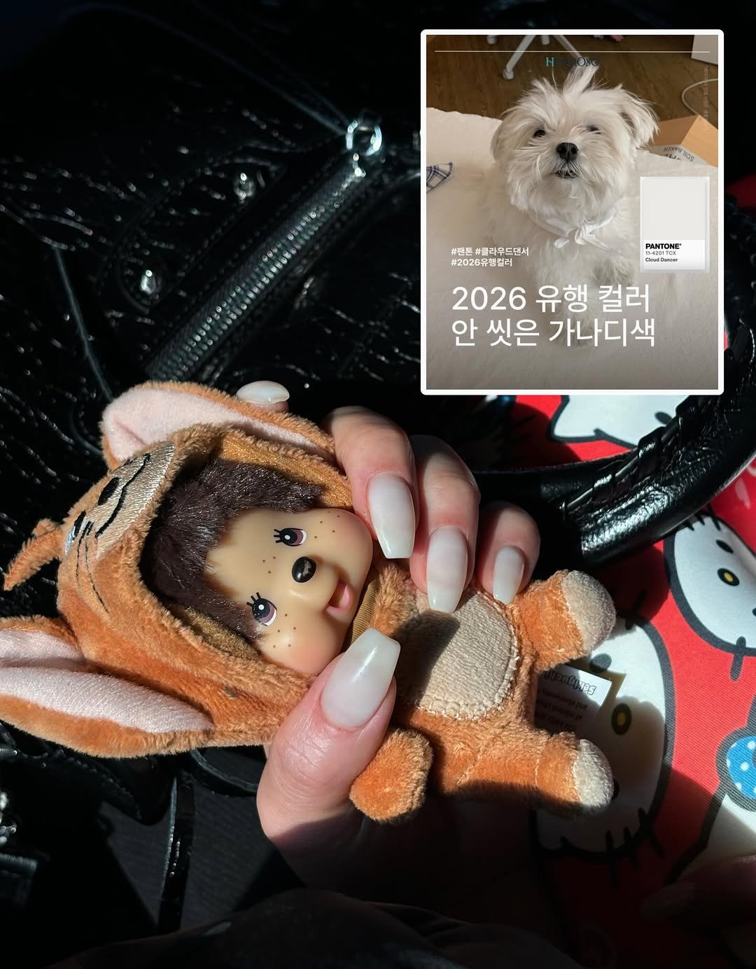 Photo by Yelli on April 24, 2026. May be an image of one or more people, fingernails, Maltese, Norwich terrier, Pekinese and text.