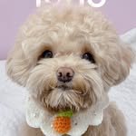 mimi_koong2 프로필 사진