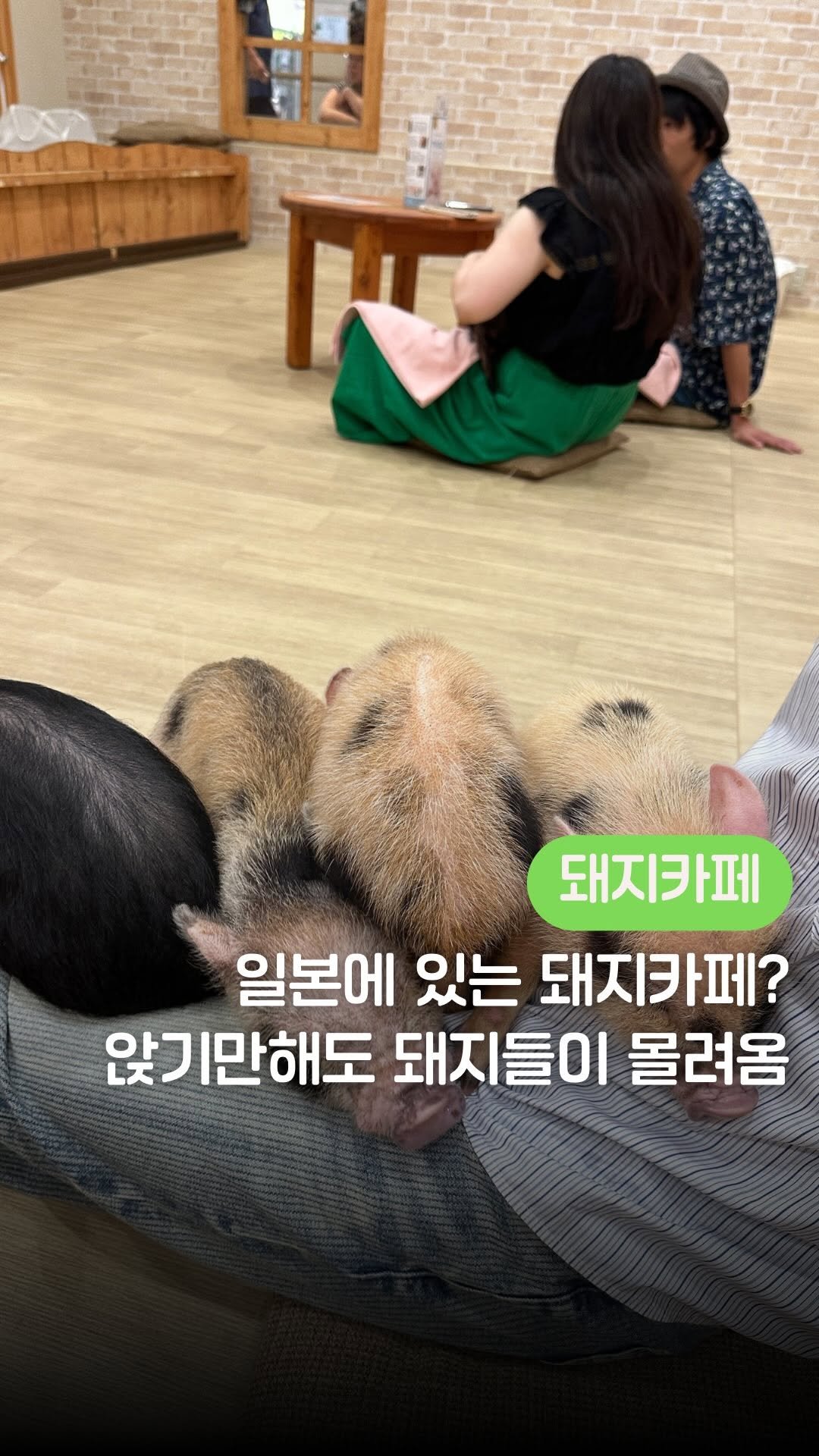 yeony_pickkk 게시물 이미지: 이날 돼지한테 인기 많았던 사람 1등은… 제 남자친구였습니다🐷💘

더 많은...