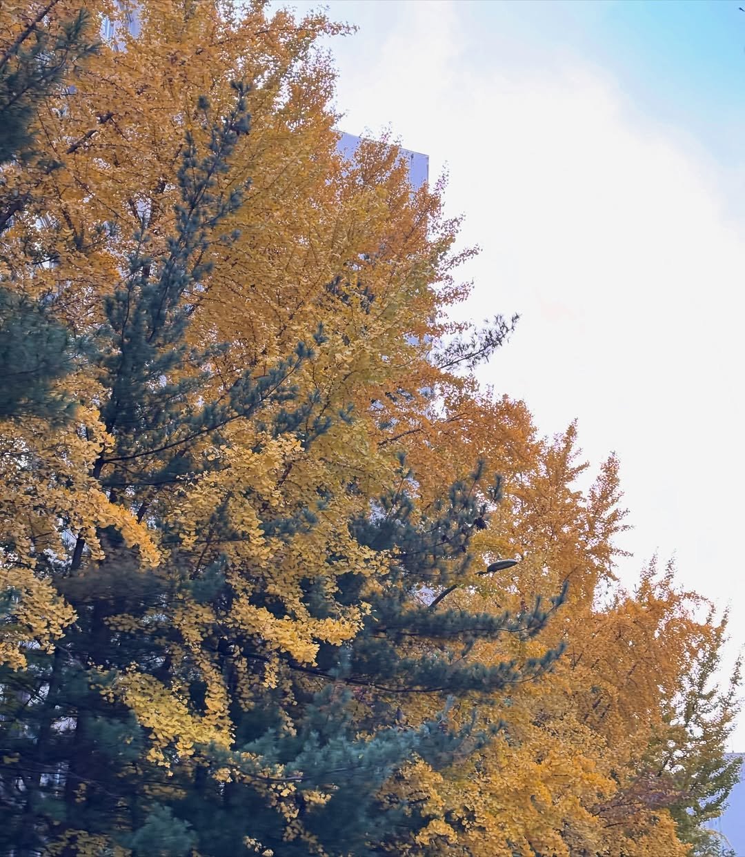 Photo by 복을 담는 도예가 한나 Hanna, Korean Ceramic Artist 여우자기 on November 12, 2025. May be an image of text.