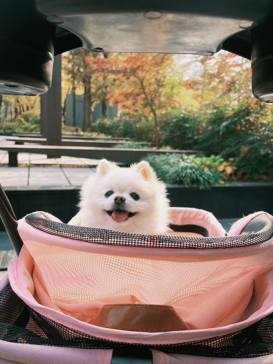 Photo by Yesung on October 22, 2025. May be an image of Maltese, Pekinese, carriage, baby bed and text.
