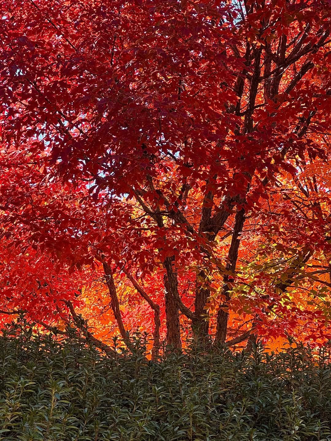 Photo by 김민철 on November 10, 2025. May be an image of tree and text.