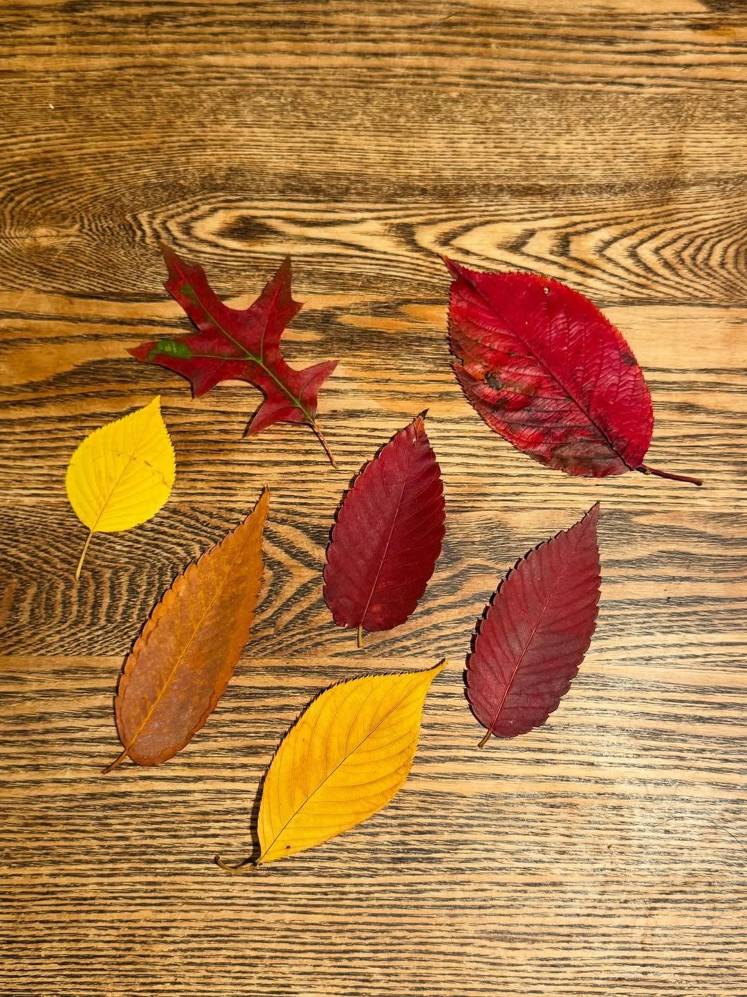 Photo by 김민철 on November 02, 2025. May be an image of maple leaves and text.