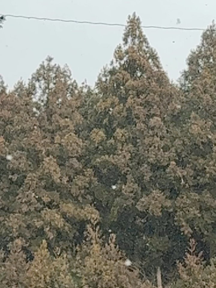 ylem14 게시물 이미지: 오랜만에 온 제주에서
내 생애 첫 제주 눈을 보는 중

원한 건 아니었지만...