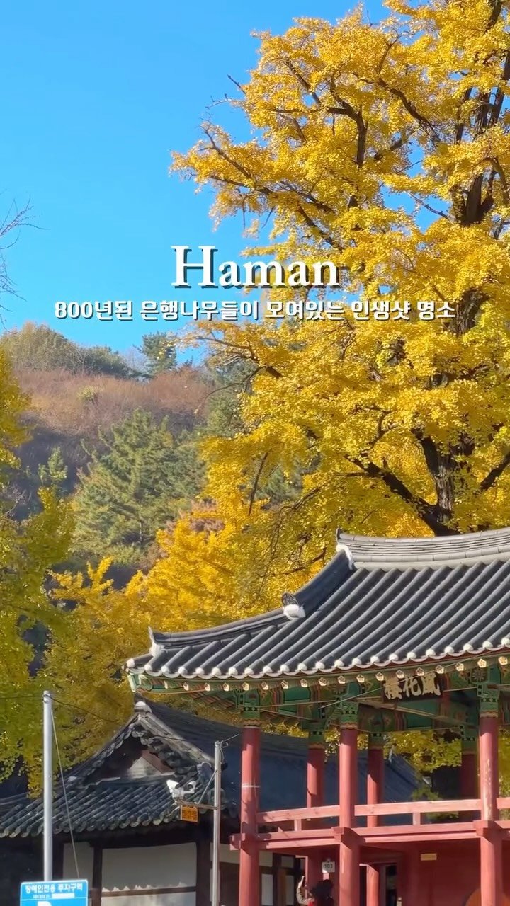 yo.na_bong 게시물 이미지: (실시간)지금 가야하는 800년된 은행나무 명소

고즈넉한 한옥의 숨결이...